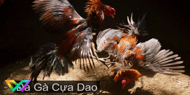 kinh-nghiem-choi-da-ga-cua-dao-1
